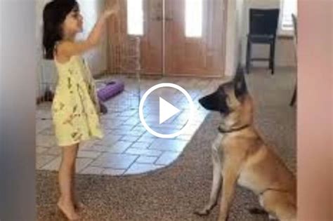 mujer follando con perro|Impresionante perro se folla a una preciosa jovencita